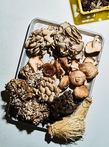 Die Pilze lagern in speziellen Küchenschubladen für Pilze.