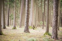 bulthaup forest wood baum wald